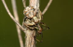 Xysticus audax