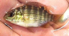Tilapia ruweti