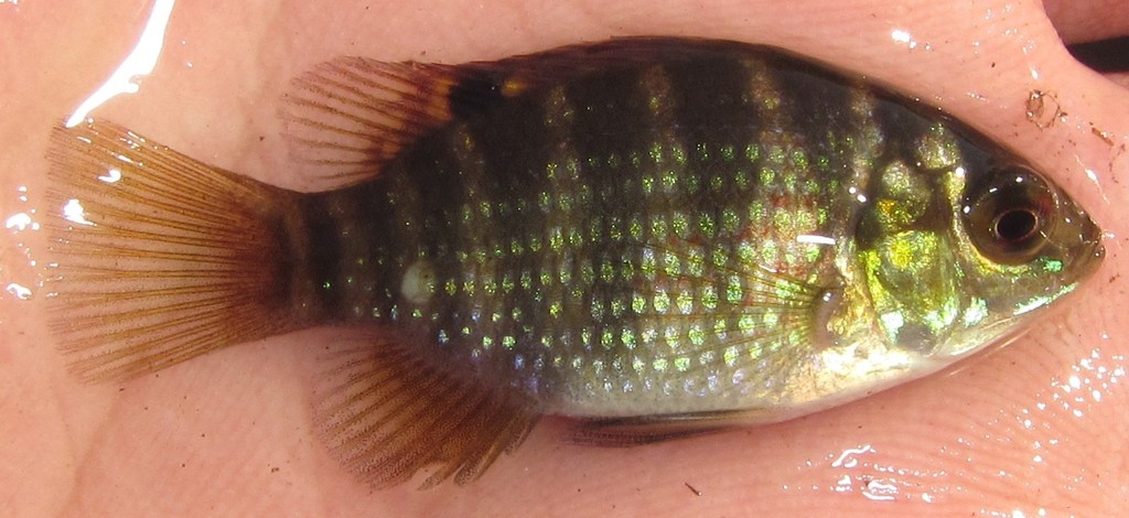 Okavango Tilapia