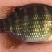 Okavango Tilapia - Photo (c) Robert Taylor, some rights reserved (CC BY), uploaded by Robert Taylor