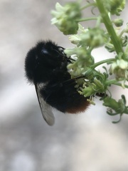 Bombus
