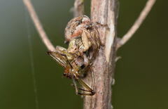 Xysticus audax