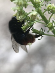 Bombus