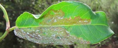 Sclerocroton integerrimus