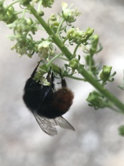 Bombus
