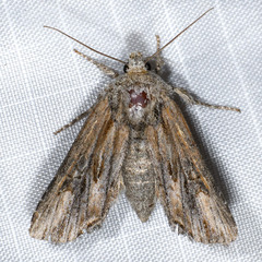 Aseptis susquesa