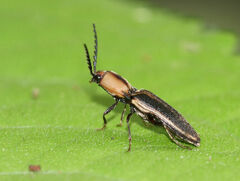 Megapenthes limbalis