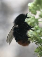 Bombus