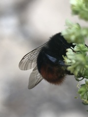 Bombus