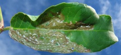 Sclerocroton integerrimus