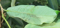Sclerocroton integerrimus