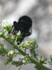 Bombus