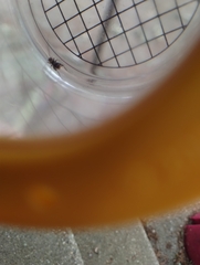 Allonemobius maculatus