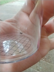 Allonemobius maculatus