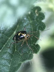 Liocoris tripustulatus