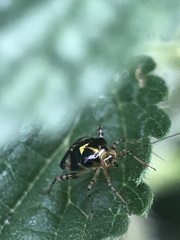 Liocoris tripustulatus