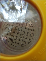 Allonemobius maculatus