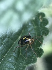 Liocoris tripustulatus