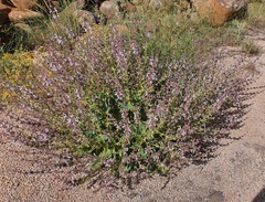 Salvia palaestina