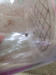 Allonemobius maculatus