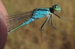 Pseudagrion coeleste