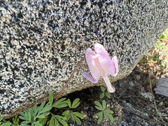 Dicentra pauciflora