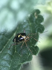 Liocoris tripustulatus