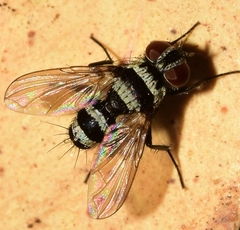Trigonospila transvittata
