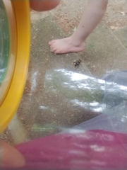 Allonemobius maculatus