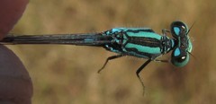 Pseudagrion coeleste