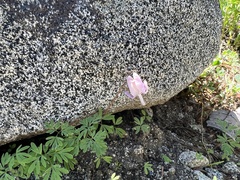 Dicentra pauciflora