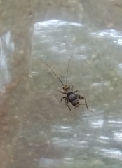 Allonemobius maculatus