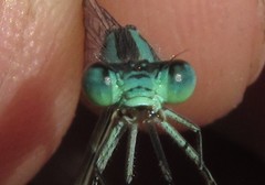 Pseudagrion coeleste