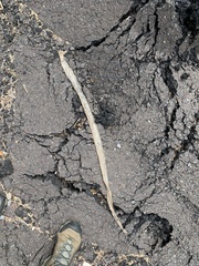 Nerodia sipedon sipedon