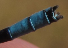 Pseudagrion coeleste