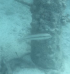 Halichoeres bivittatus