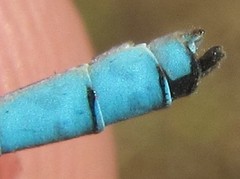 Pseudagrion coeleste