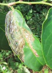 Sclerocroton integerrimus