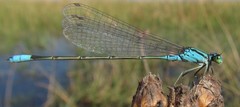 Pseudagrion coeleste