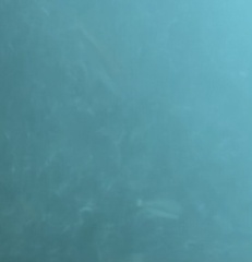 Halichoeres bivittatus