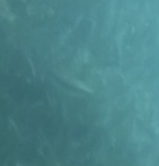 Halichoeres bivittatus