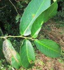 Sclerocroton integerrimus