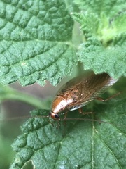 Ectobius vittiventris