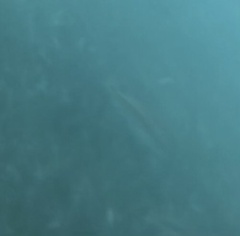 Halichoeres bivittatus