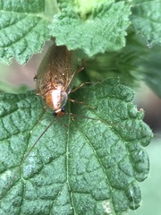 Ectobius vittiventris