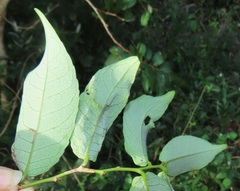 Sclerocroton integerrimus