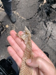 Nerodia sipedon sipedon