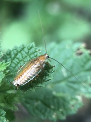 Ectobius vittiventris