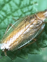Ectobius vittiventris