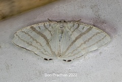 Micronidia simpliciata